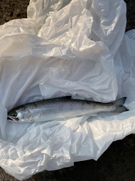 質問に添付された魚の写真