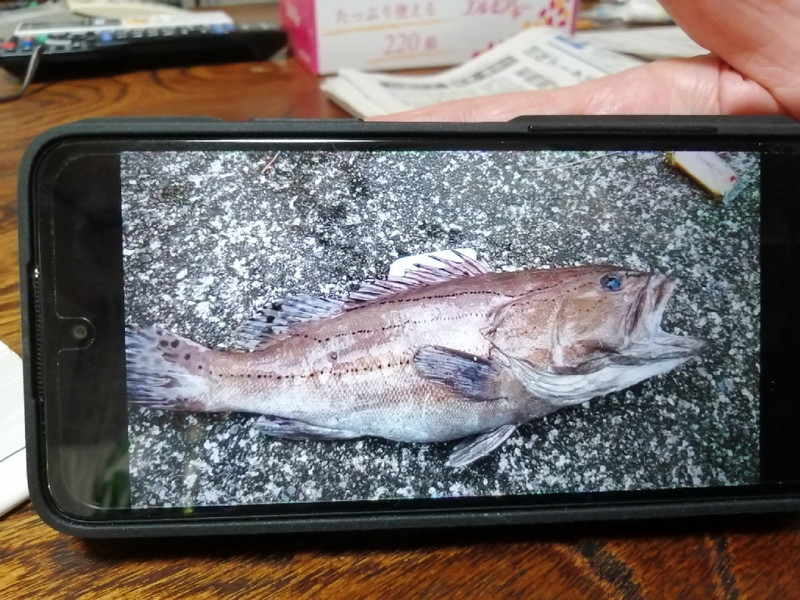 質問に添付された魚の写真