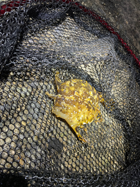 質問に添付された魚の写真