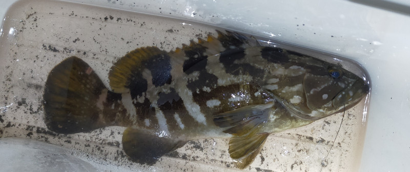 質問に添付された魚の写真