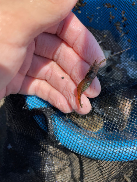質問に添付された魚の写真