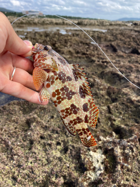 質問に添付された魚の写真