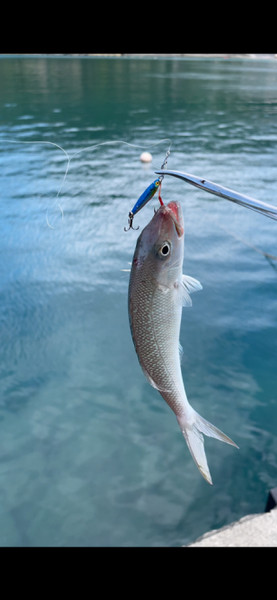 質問に添付された魚の写真