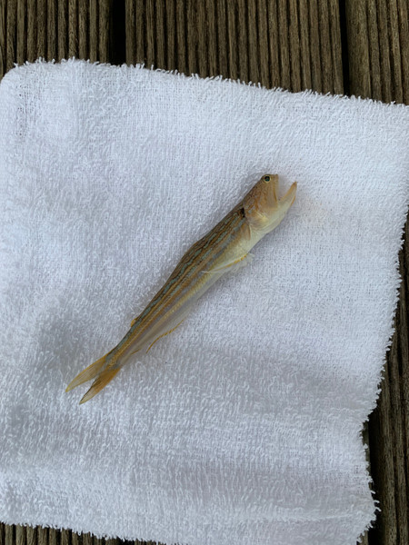 質問に添付された魚の写真