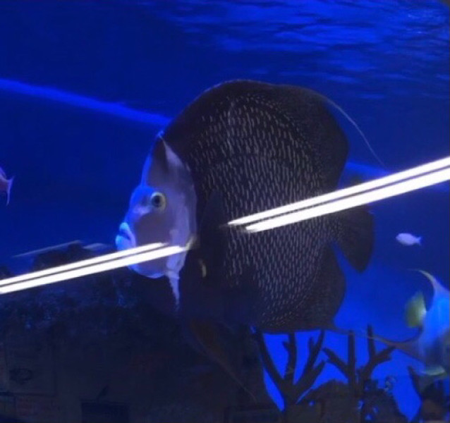 質問に添付された魚の写真
