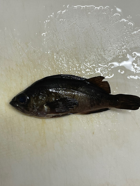 質問に添付された魚の写真
