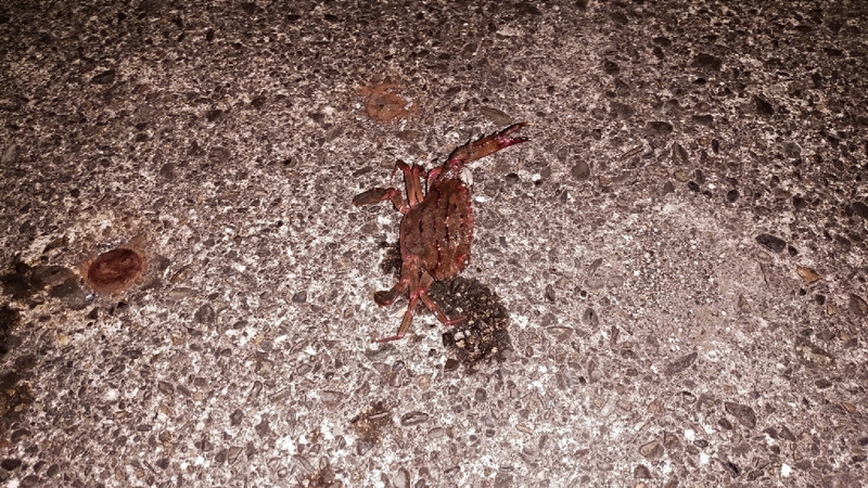 質問に添付された魚の写真
