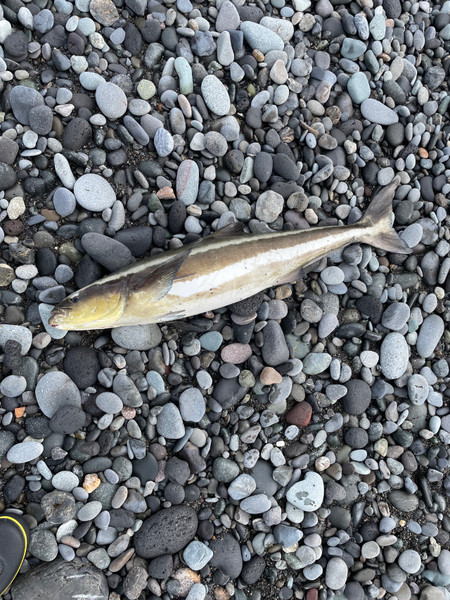 質問に添付された魚の写真