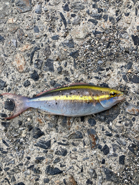質問に添付された魚の写真