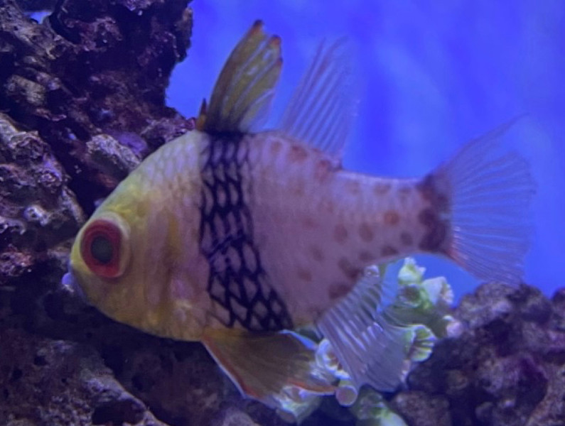 質問に添付された魚の写真
