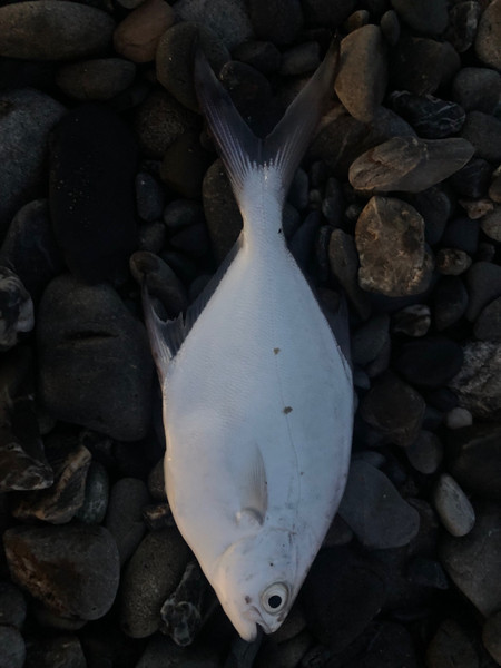 質問に添付された魚の写真