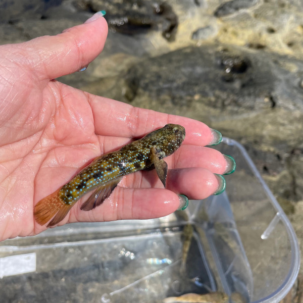 質問に添付された魚の写真