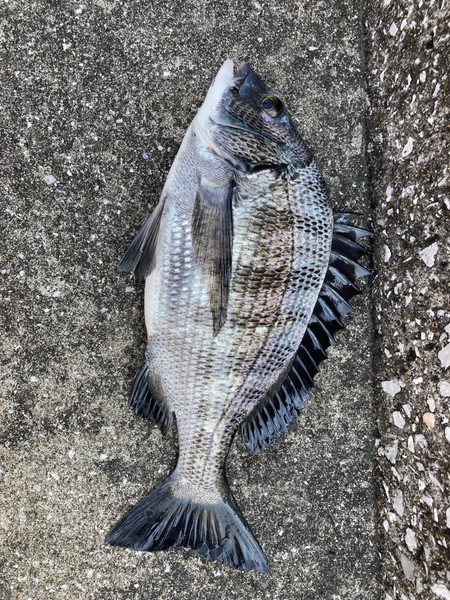 質問に添付された魚の写真