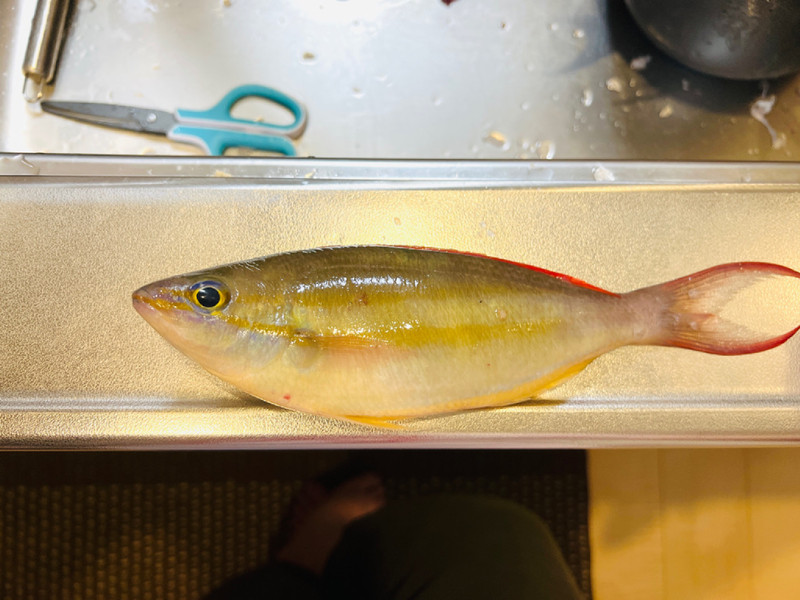 質問に添付された魚の写真