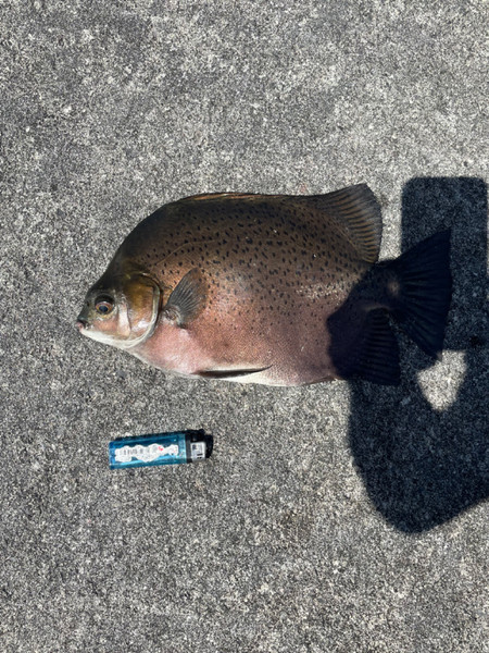質問に添付された魚の写真