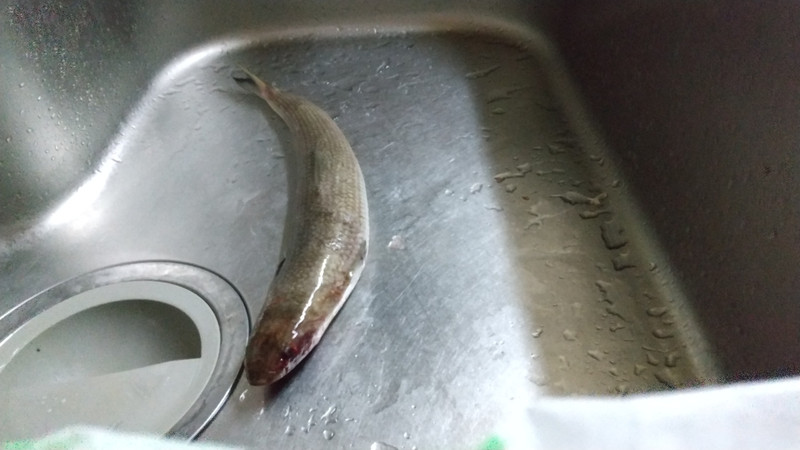 質問に添付された魚の写真