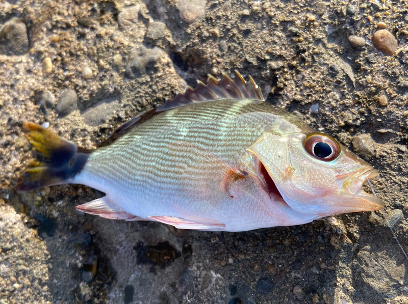 質問に添付された魚の写真