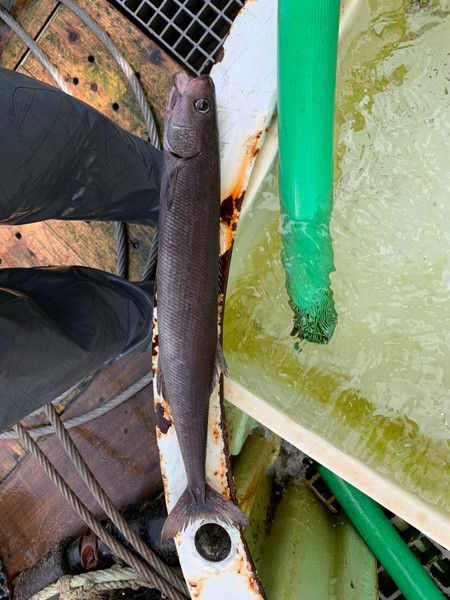 質問に添付された魚の写真