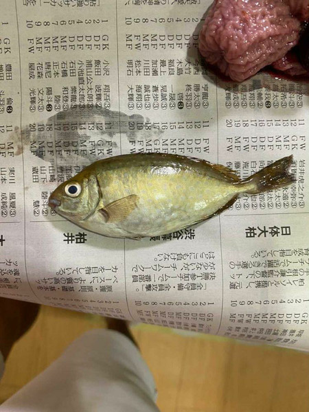 質問に添付された魚の写真