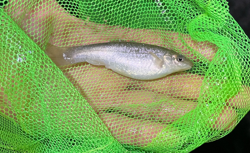 質問に添付された魚の写真