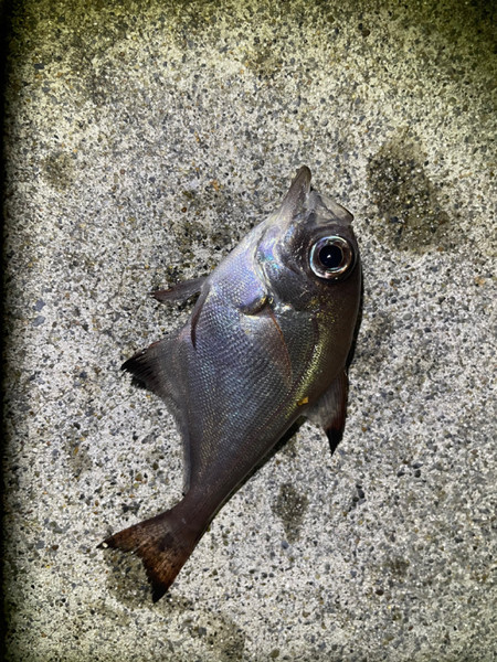 質問に添付された魚の写真