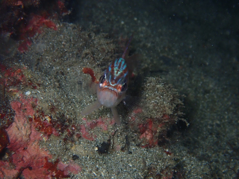 質問に添付された魚の写真