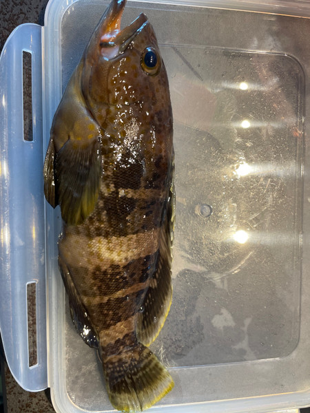 質問に添付された魚の写真
