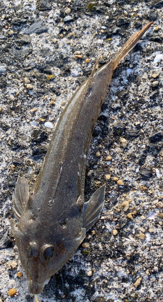 質問に添付された魚の写真