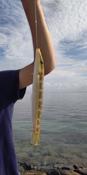 質問に添付された魚の写真