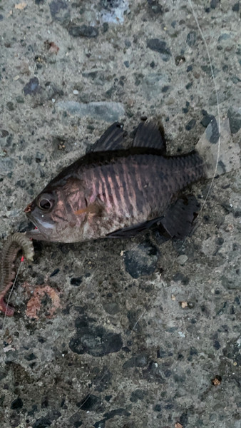 質問に添付された魚の写真