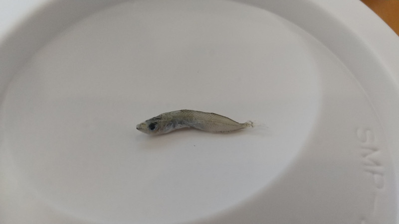 質問に添付された魚の写真