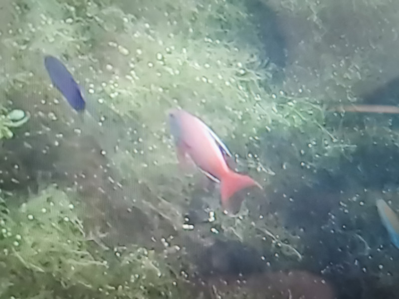 質問に添付された魚の写真