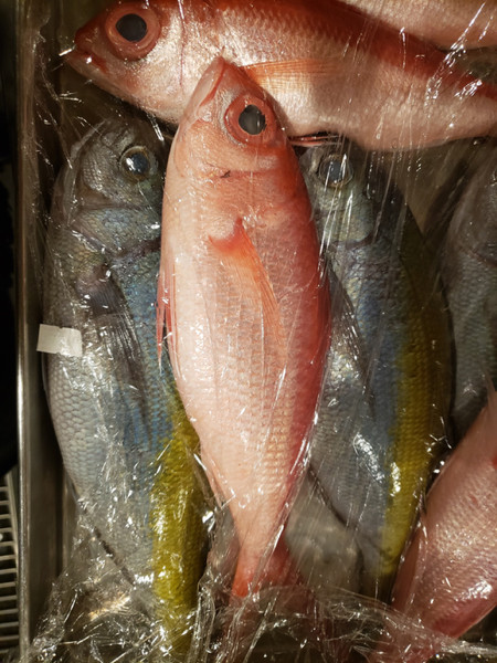 質問に添付された魚の写真