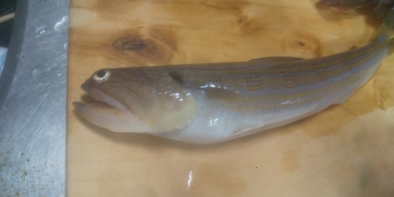 質問に添付された魚の写真