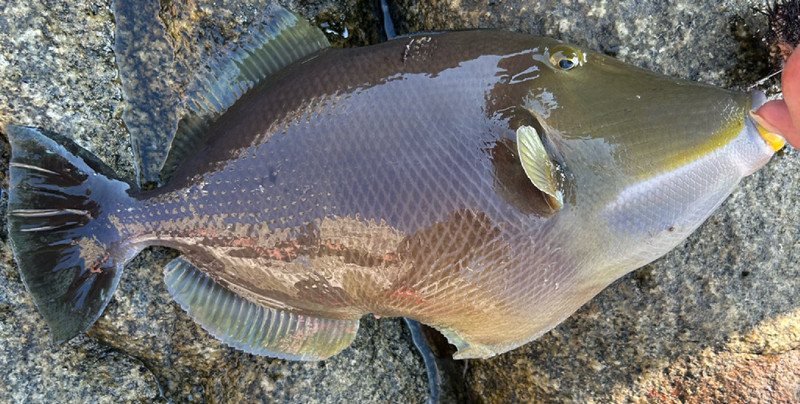 質問に添付された魚の写真