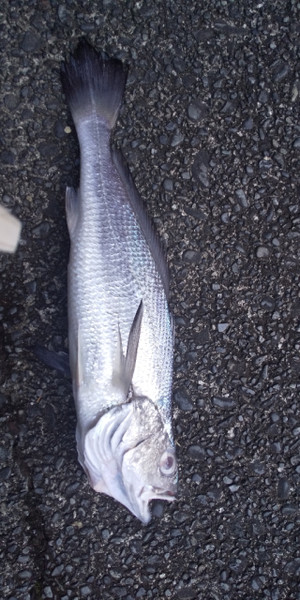 質問に添付された魚の写真
