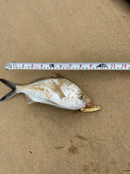 質問に添付された魚の写真