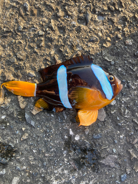 質問に添付された魚の写真