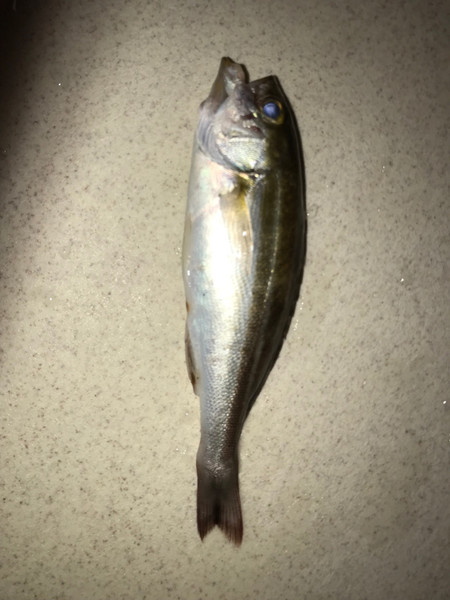質問に添付された魚の写真