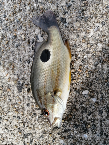 質問に添付された魚の写真