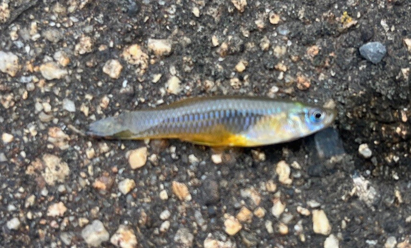 質問に添付された魚の写真