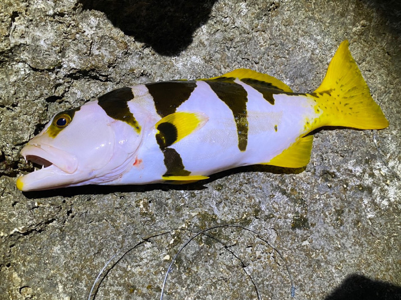 質問に添付された魚の写真