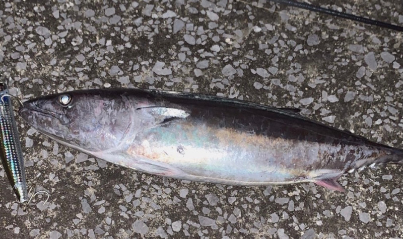 質問に添付された魚の写真