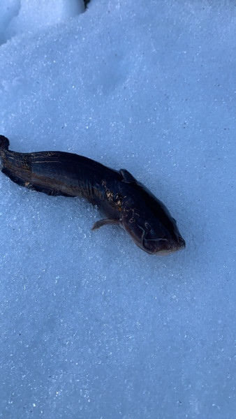 質問に添付された魚の写真