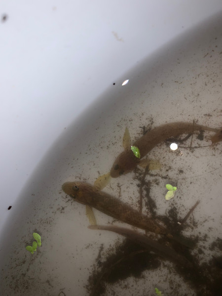 質問に添付された魚の写真