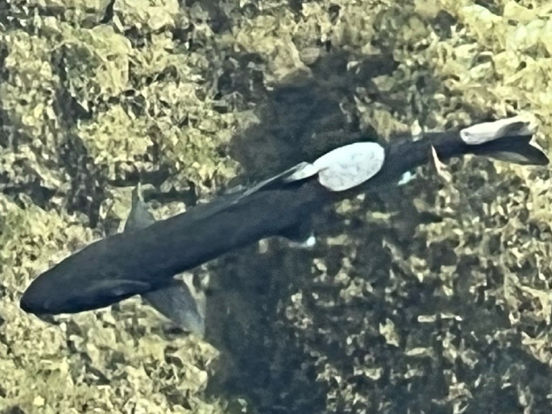 質問に添付された魚の写真