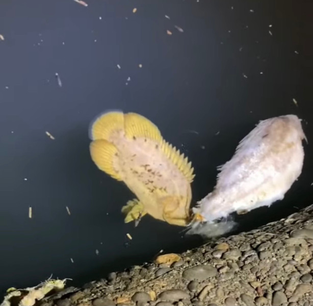質問に添付された魚の写真