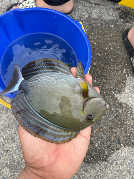 質問に添付された魚の写真
