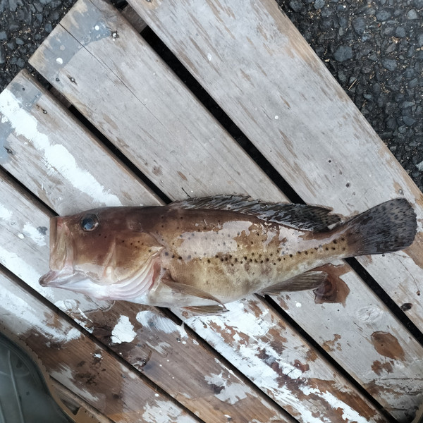質問に添付された魚の写真