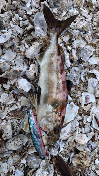 質問に添付された魚の写真